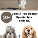 The Cock-A-Tzu Cocker Spaniel Mix Shih