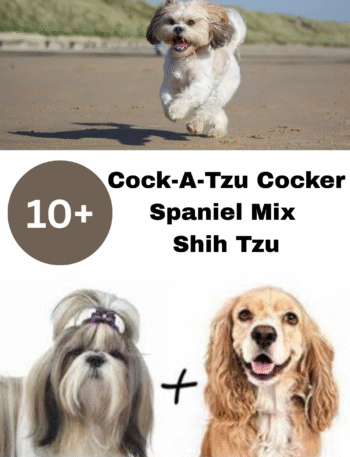 The Cock-A-Tzu Cocker Spaniel Mix Shih