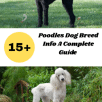 Poodles Dog Breed