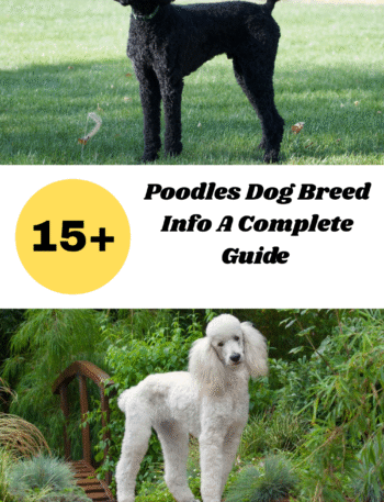 Poodles Dog Breed