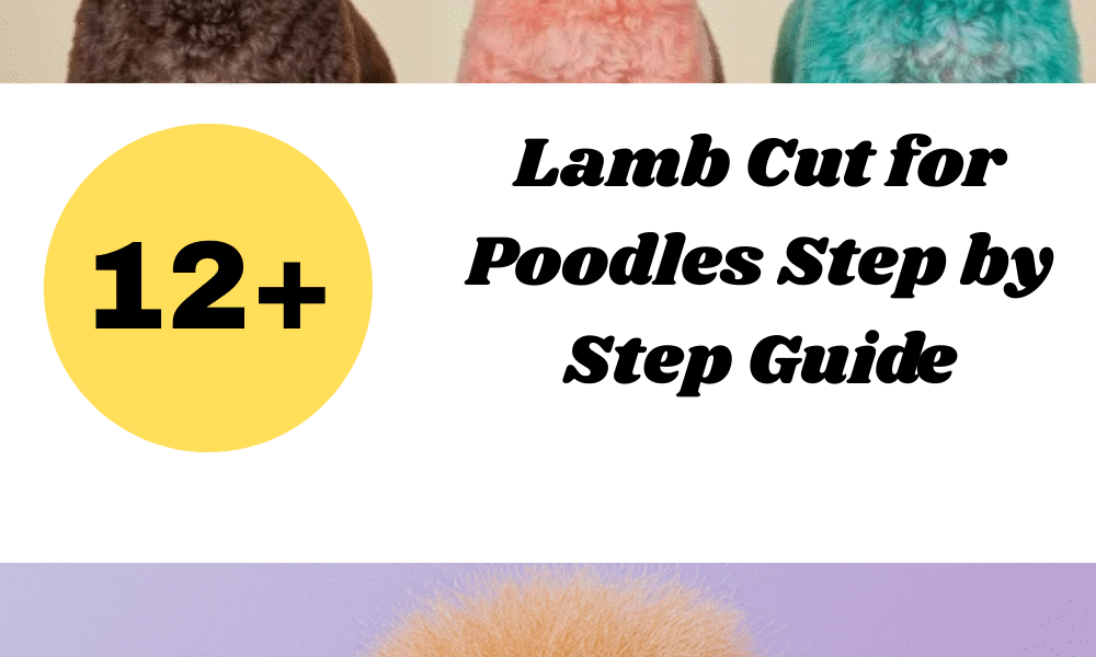 Lamb Cut for Poodles Step by Step Guide