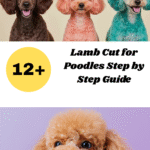 Lamb Cut for Poodles Step by Step Guide
