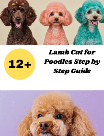 Lamb Cut for Poodles Step by Step Guide