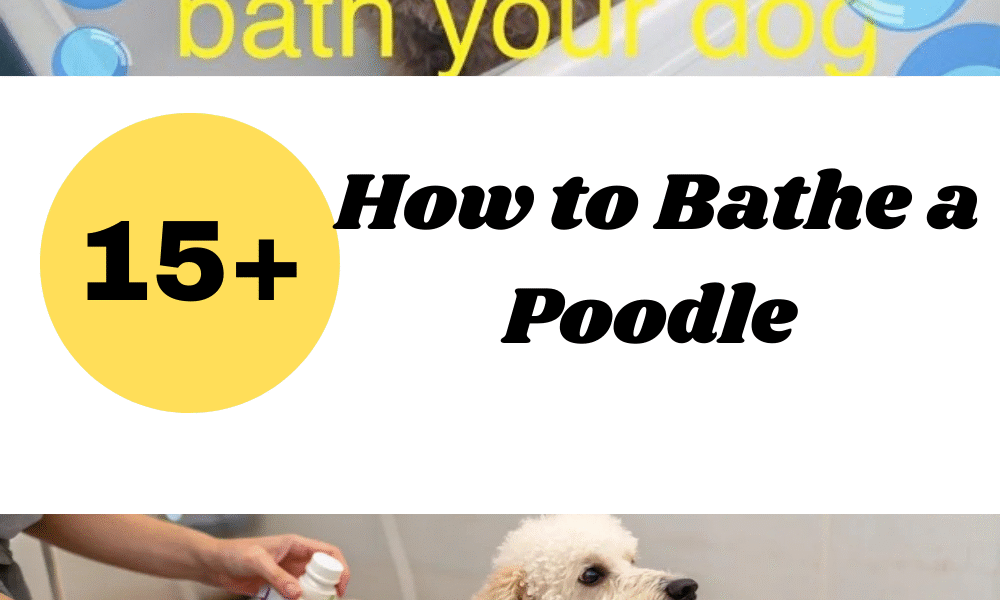 How to Bathe a Poodle