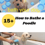 How to Bathe a Poodle