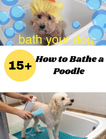 How to Bathe a Poodle