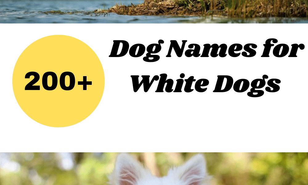 Dog Names for White Dogs