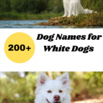 Dog Names for White Dogs