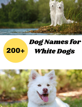 Dog Names for White Dogs