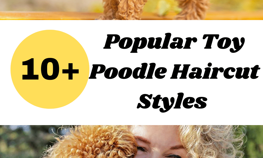 Popular Toy Poodle Haircut Styles A Complete Grooming Guide