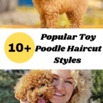 Popular Toy Poodle Haircut Styles A Complete Grooming Guide