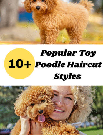 Popular Toy Poodle Haircut Styles A Complete Grooming Guide