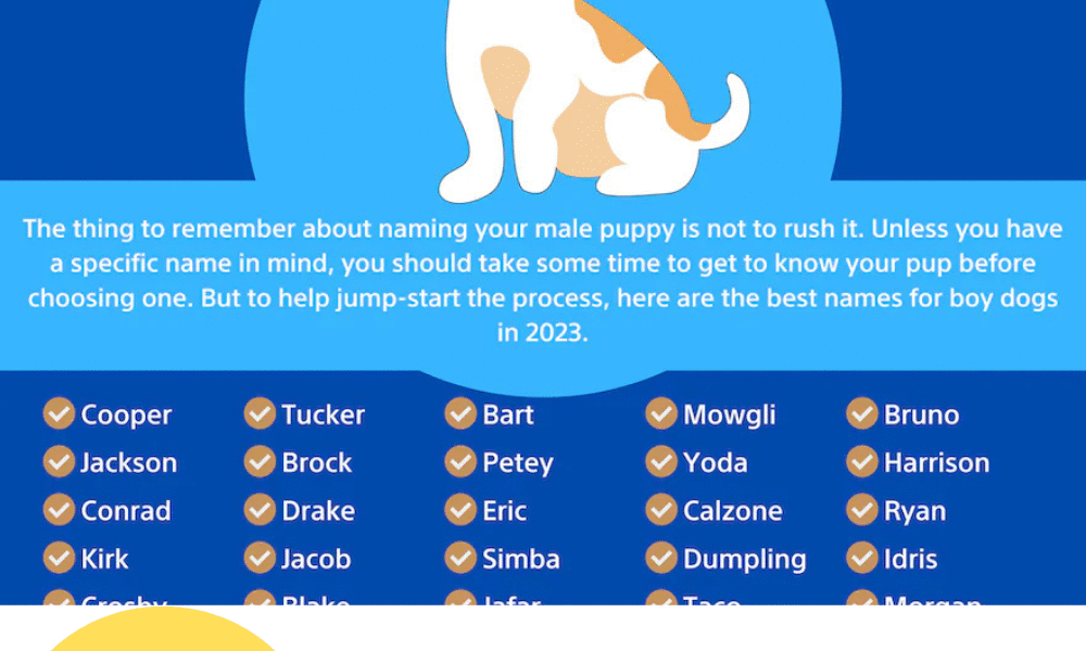 Cute Dog Names Boy Ideas