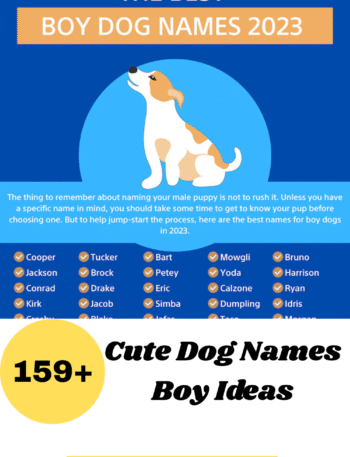 Cute Dog Names Boy Ideas